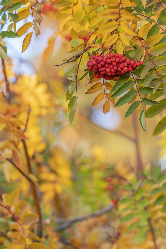 Mountain Ash Turning Yellow, Portrait View, My Back Yard, Strathmore, AB, 2022-10-18