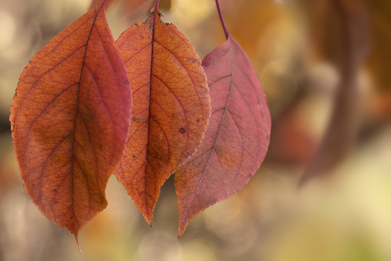 Three Of A Kind, Leaves, My Back Yard, Strathmore, AB, 2022-10-19