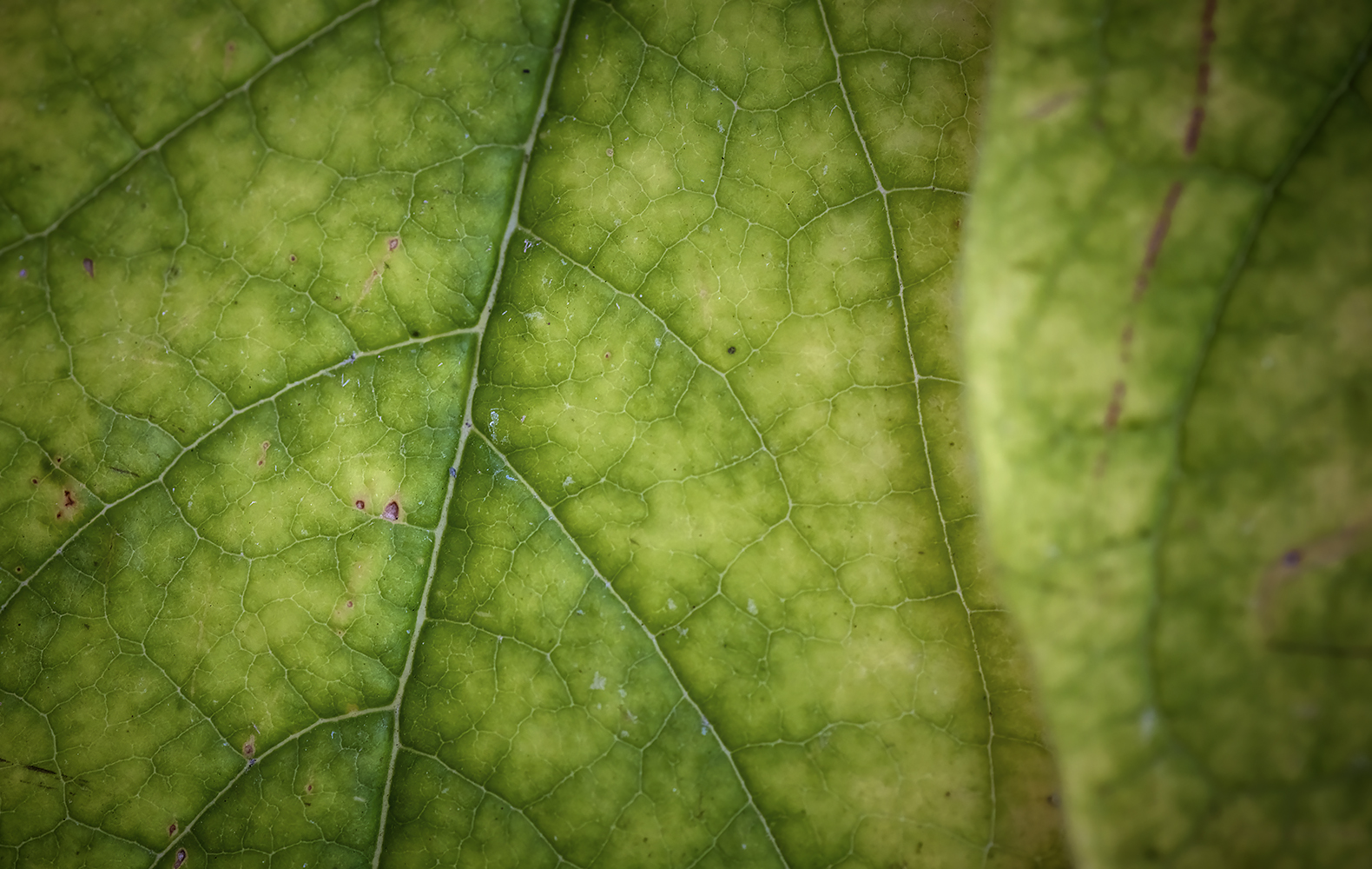 Not Quite So Verdant, Fading Leaf, My Back Yard, Strathmore, AB, 2022-10-19