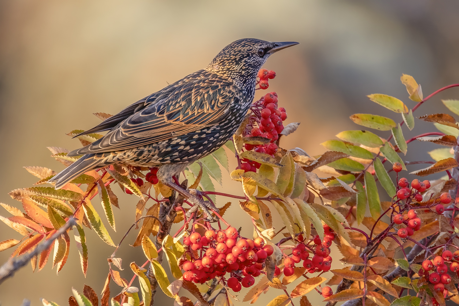 European Starling in Golden Hour Light, My Back Yard, Strathmore, AB, 2022-10-19