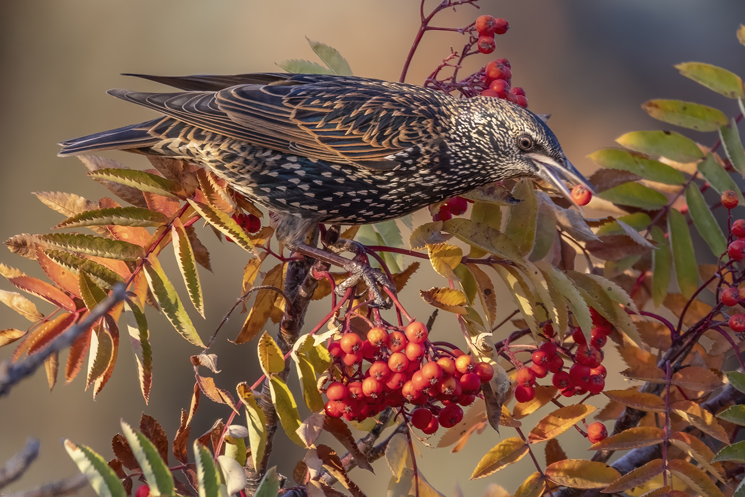 European Starling with Berry from Mountain Ash Tree, My Back Yard, Strathmore, AB, 2022-10-19