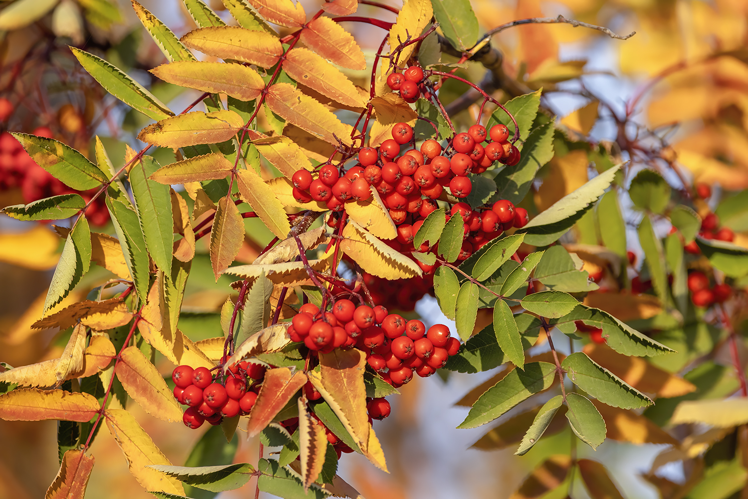 Mountain Ash Turning Yellow, Landscape View, My Back Yard, Strathmore, AB, 2022-10-18