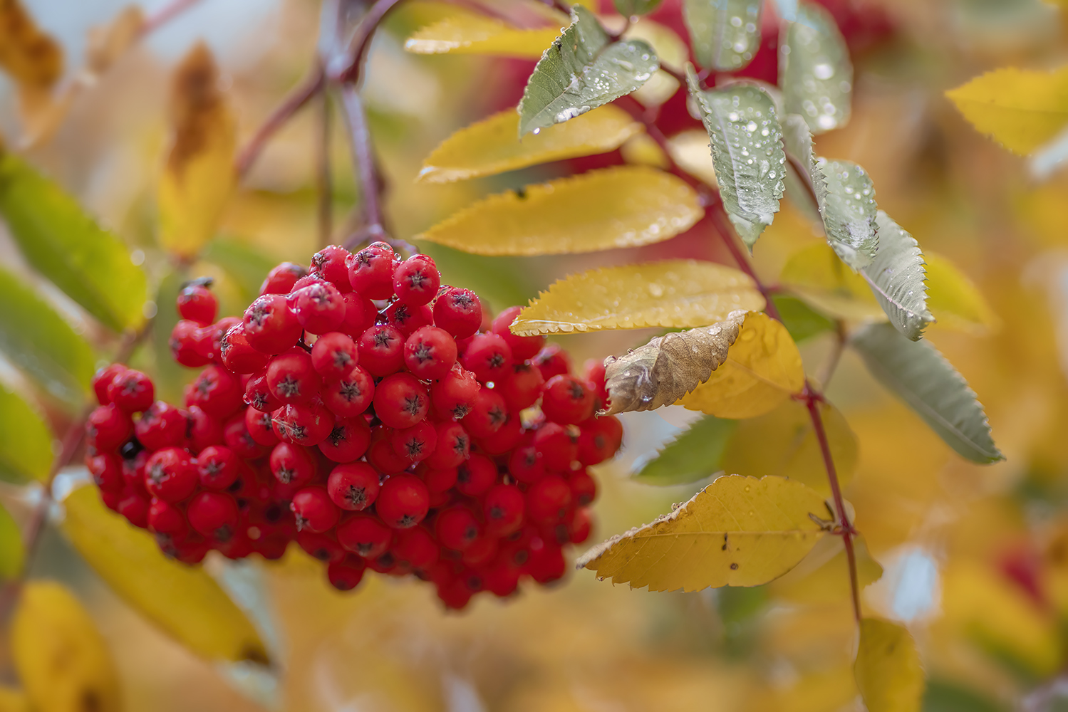 Mountain Ash Tree During Light Sprinkle, My Back Yard, Strathmore, AB, 2022-10-21