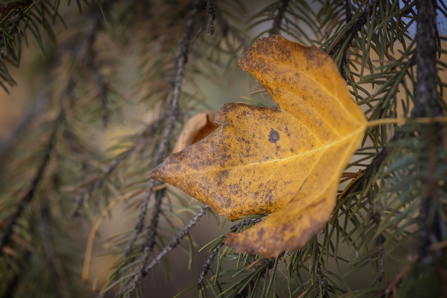 Caught Up In The Moment, Kinsmen Park, Strathmore, AB, 2022-10-21