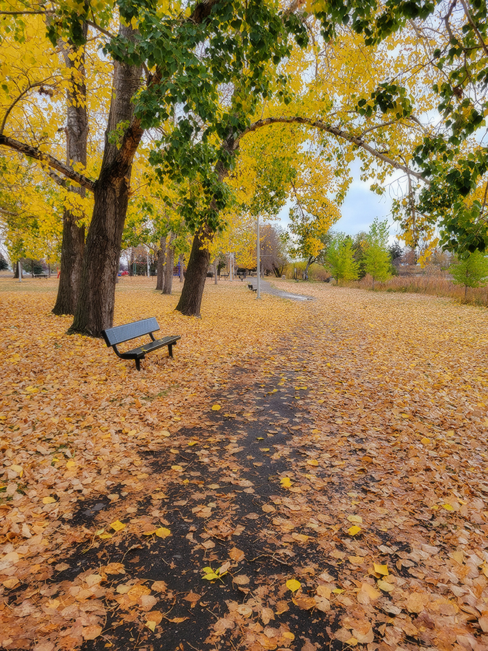 Freshly Laid Carpet, Kinsmen Park, Strathmore, AB, 2022-10-21