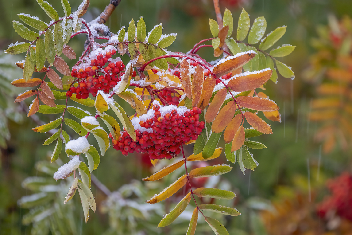 Snow Building Up On The Mountain Ash 01, My Back Yard, Strathmore, AB, 2022-10-22