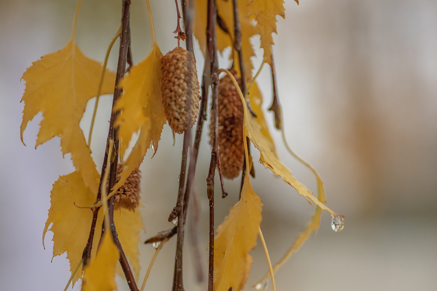 Fall Colurs, Cutleaf Weeping Birch, My Front Yard, Strathmore, AB, 2022-10-22