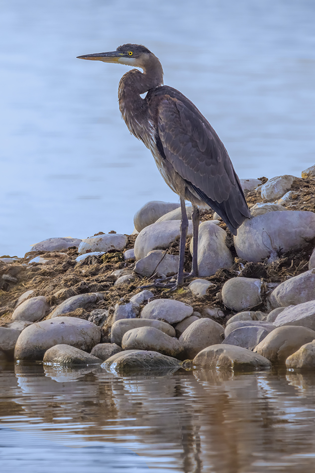Great Blue Heron, Portrait, Gray Pond, Strathmore, AB, 2022-10-24