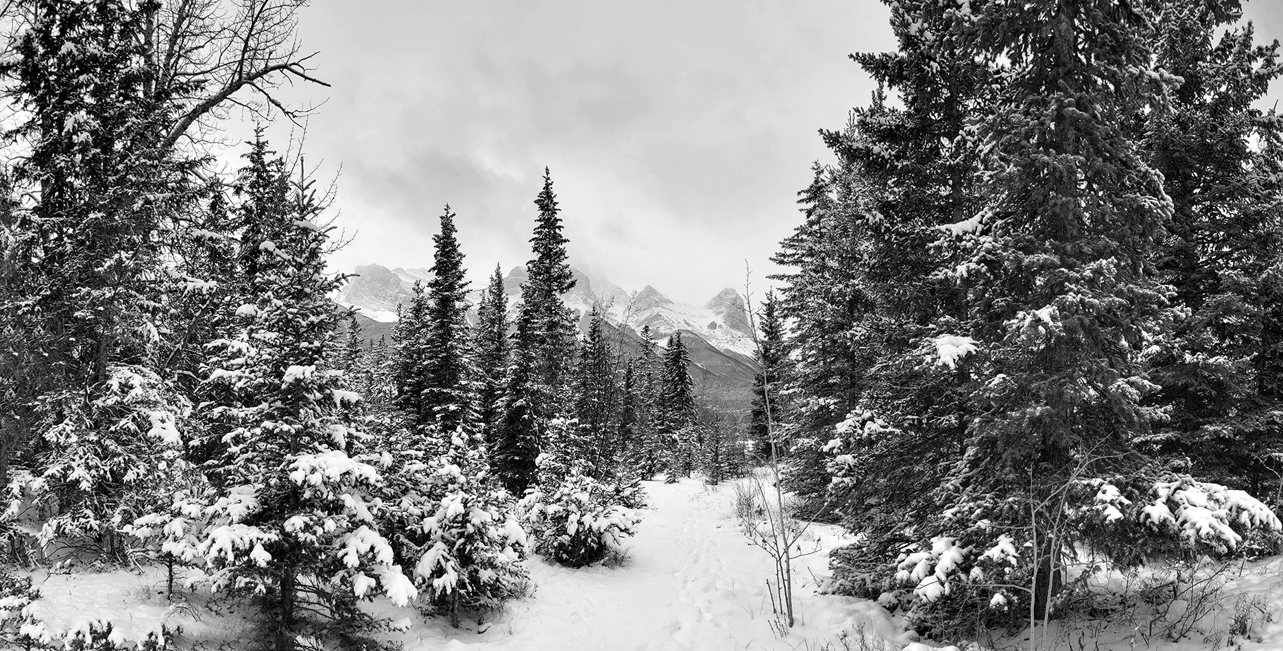 Supposedly a walking trail, Three Sisters Dog Park, Canmore, AB, 2022-11-05