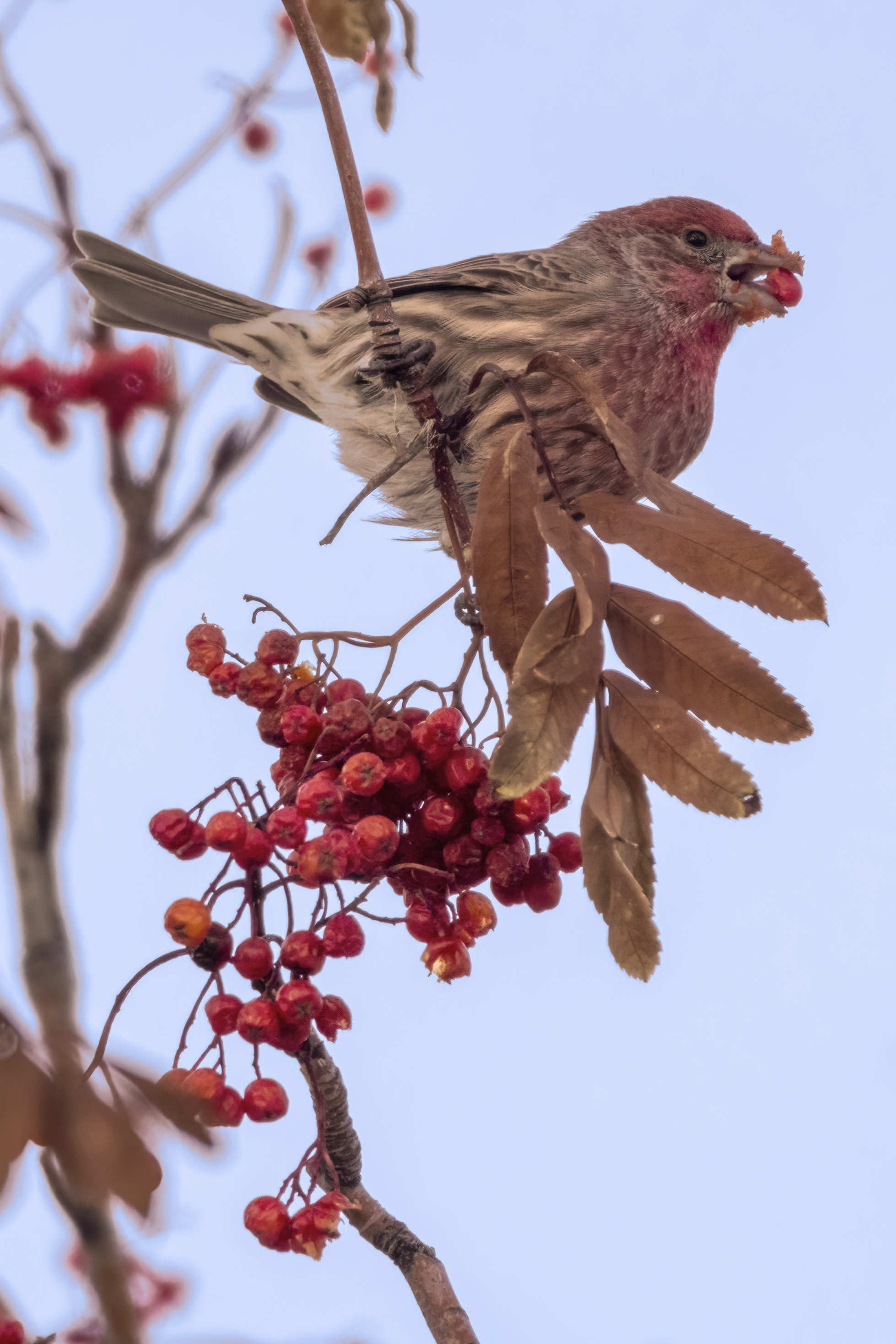 Buffet in the Mountain Ash Tree, My Back Yard, Strathmore, AB, 2022-11-20