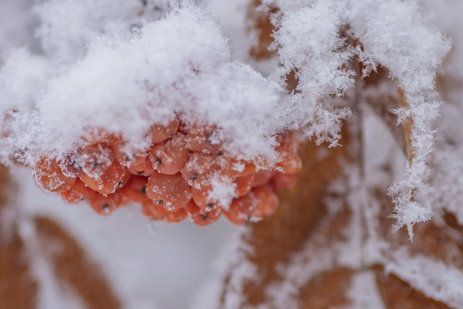 We Keep the Berries in the Freezer Section, My Back Yard (Landscape), Strathmore, AB, 2022-01-12