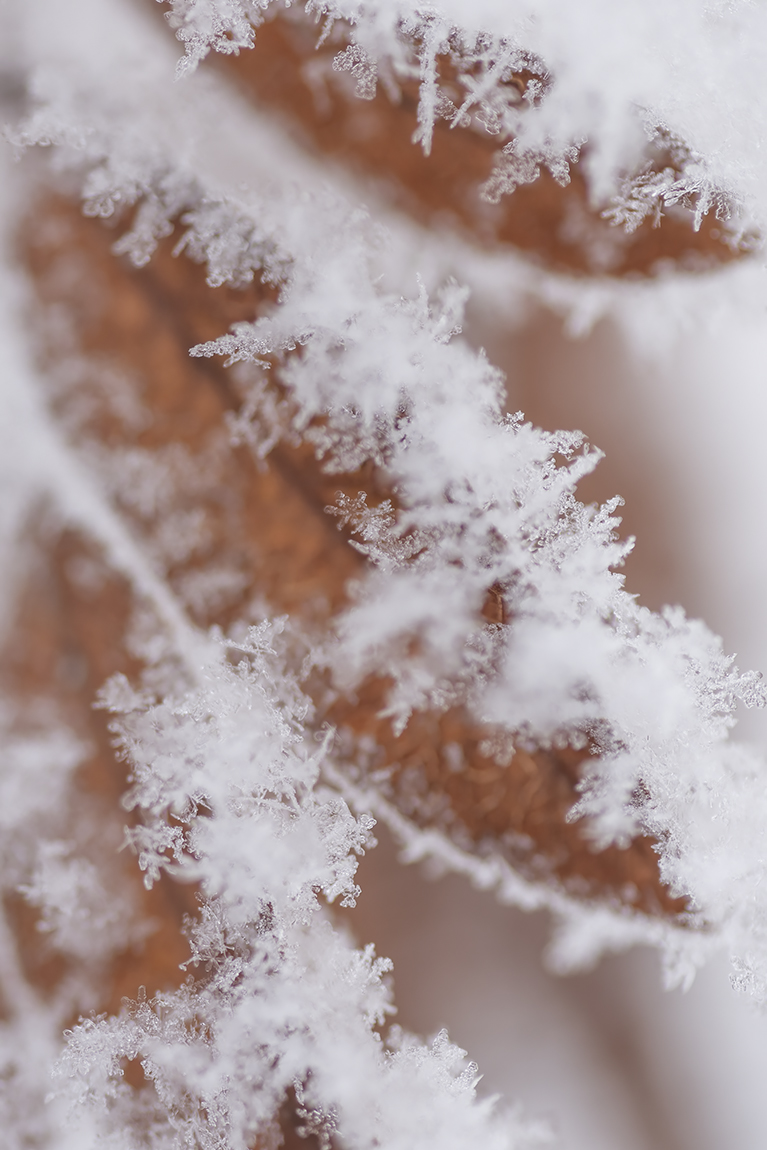 Frosted Off (Portrait), My Back Yard (Portrait), Strathmore, AB, 2022-01-12