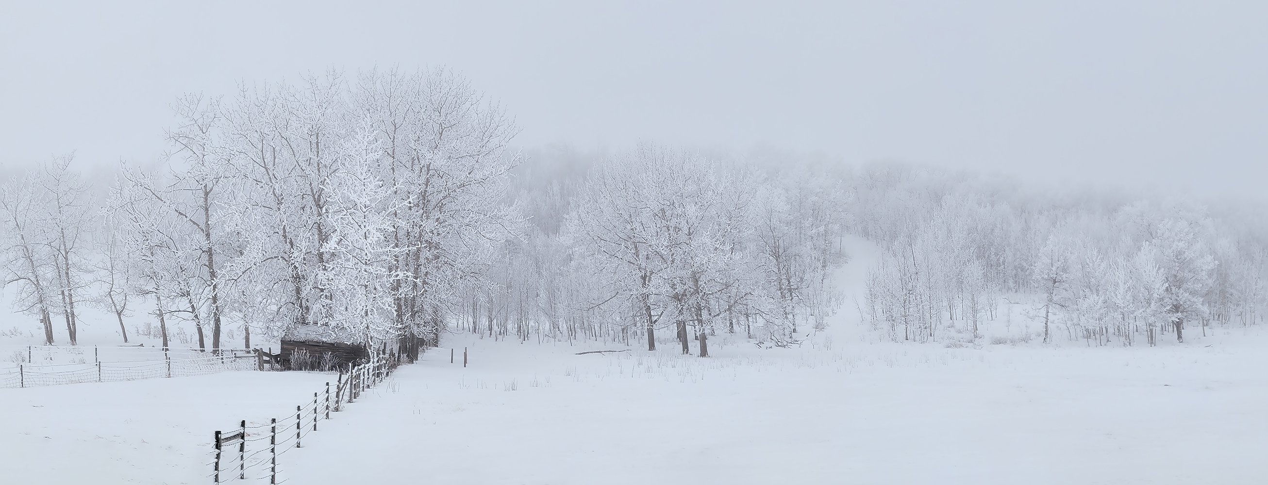 Old Shed in the Fog, Hwy 791 east of Carstairs, AB, 2022-01-16