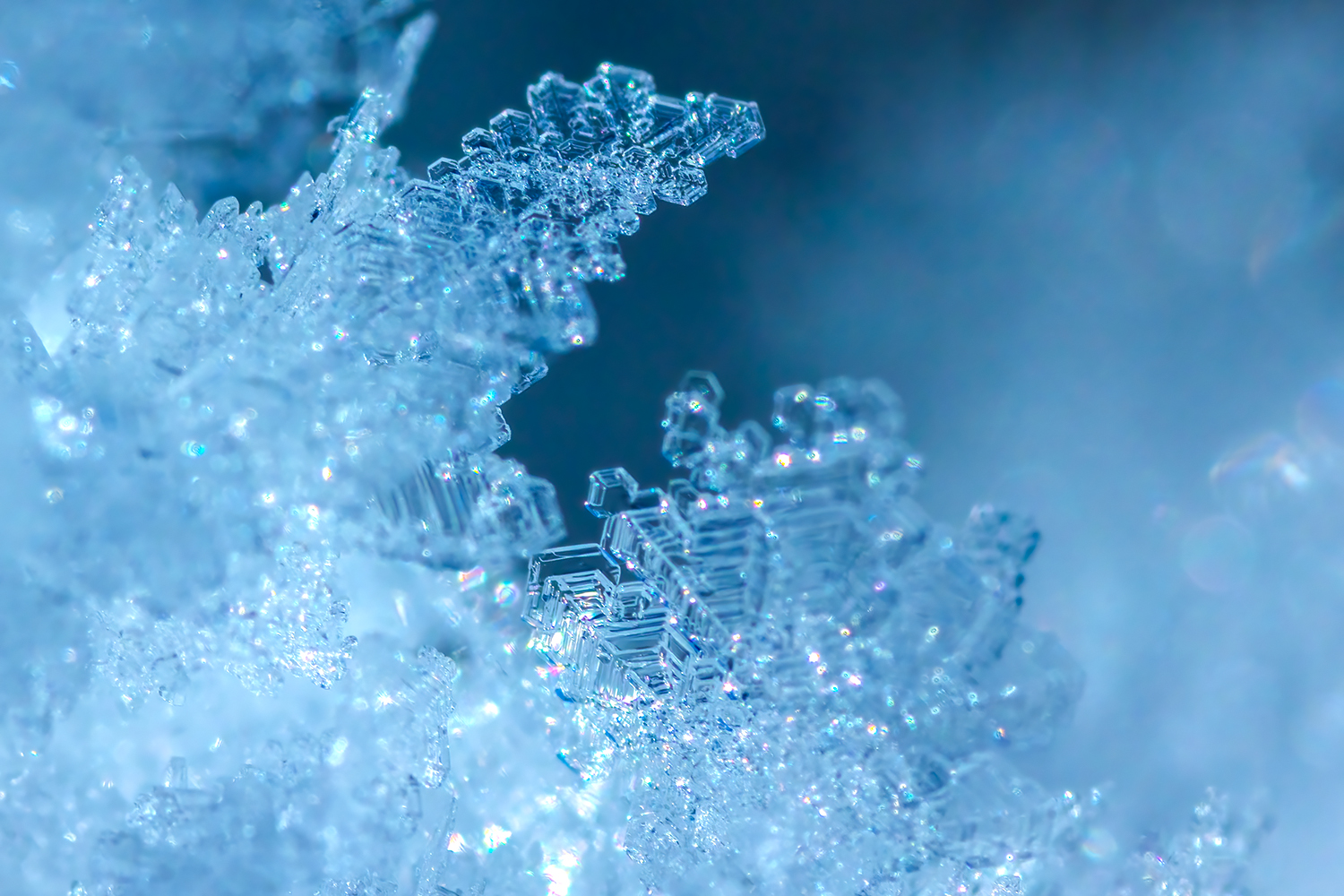 Vanilla Ice, My Front Yard, Strathmore, AB, 2022-01-18