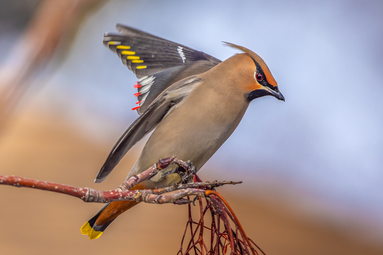 Cedar Waxwing Readying for Takeoff, My Back Yard, Strathmore, AB, 2022-02-19
