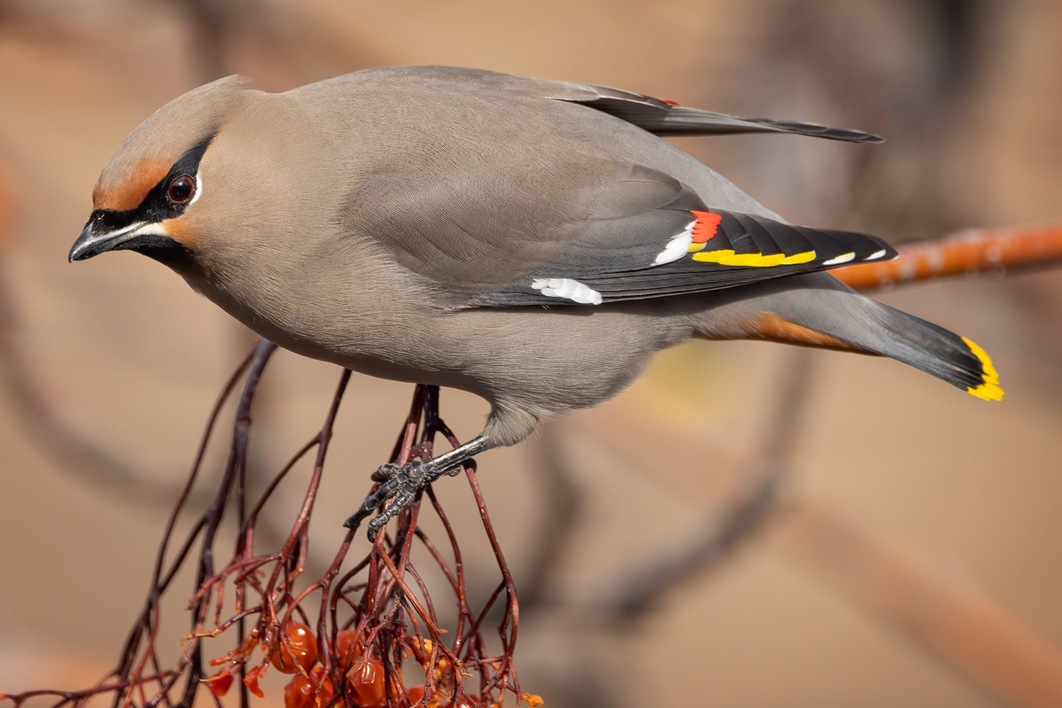 Cedar Waxwing, Side View, My Back Yard, Strathmore, AB, 2022-02-19