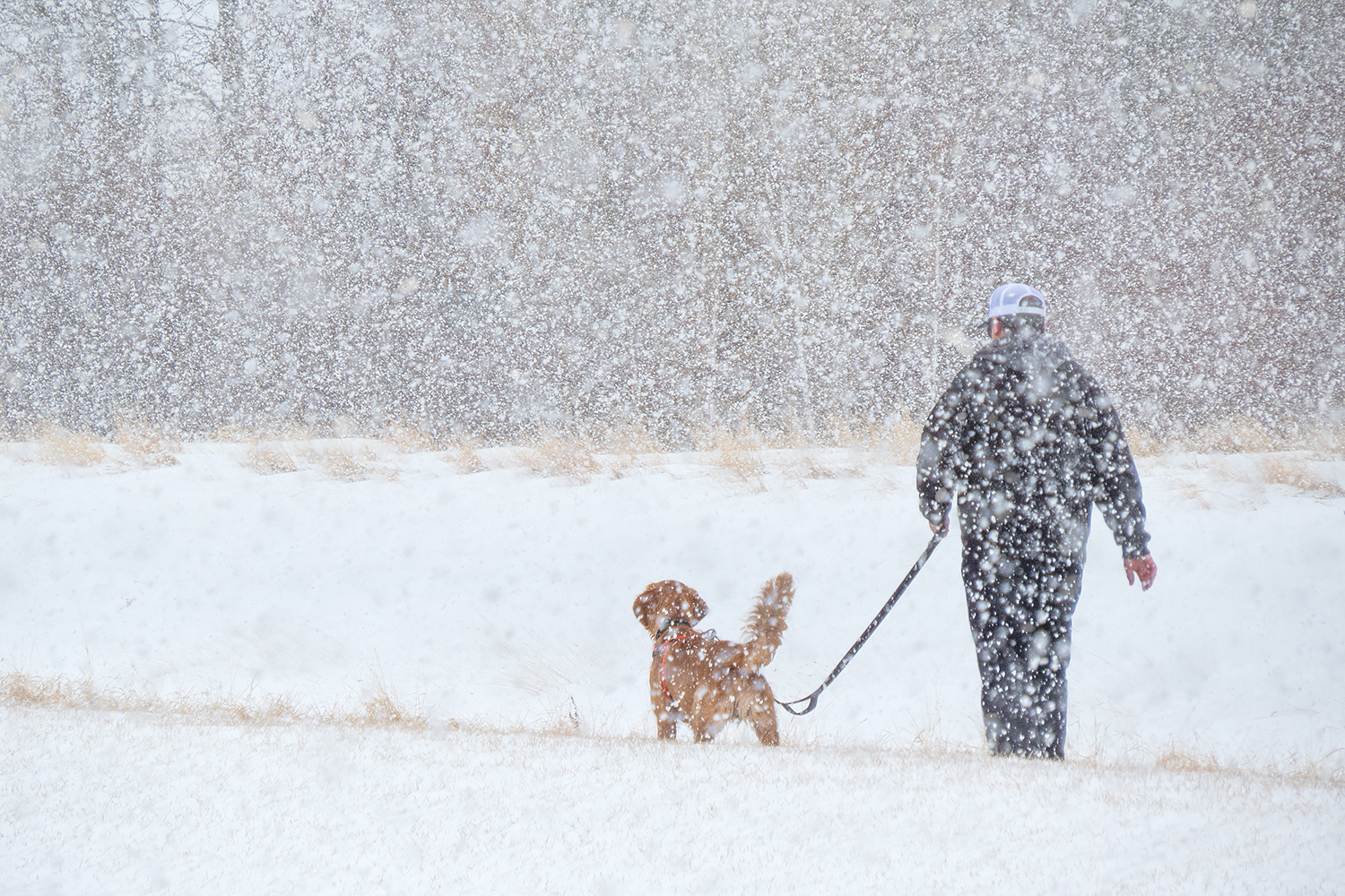 Dedication to the paws, Strathmore, Alberta 2023-04-02