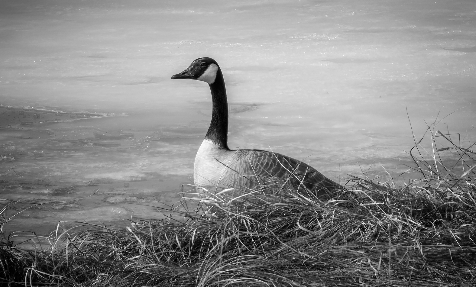 Return of the Cobra Chickens, Grays' Pond, Strathmore, Alberta, 2023-04-06