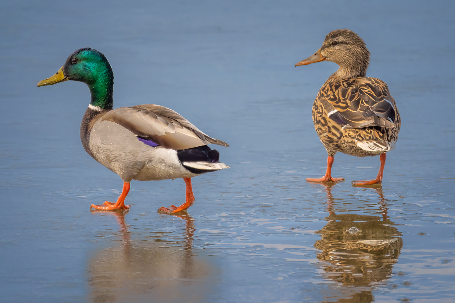 Married Couple Out for a Stroll, Gray Pond, Strathmore, Alberta, 2023-04-18