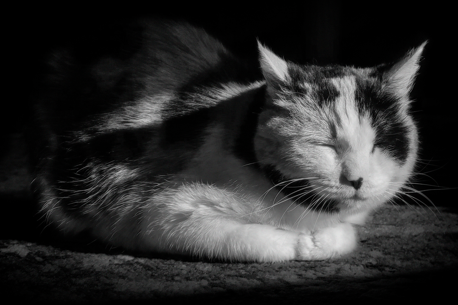 Calliope Sunning Herself, B&W