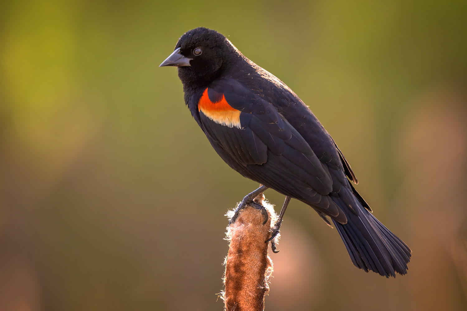 Watching Me Watching You, Male Red-winged Blackbird, Gray Park, Strathmore, Alberta. 2023-05-10