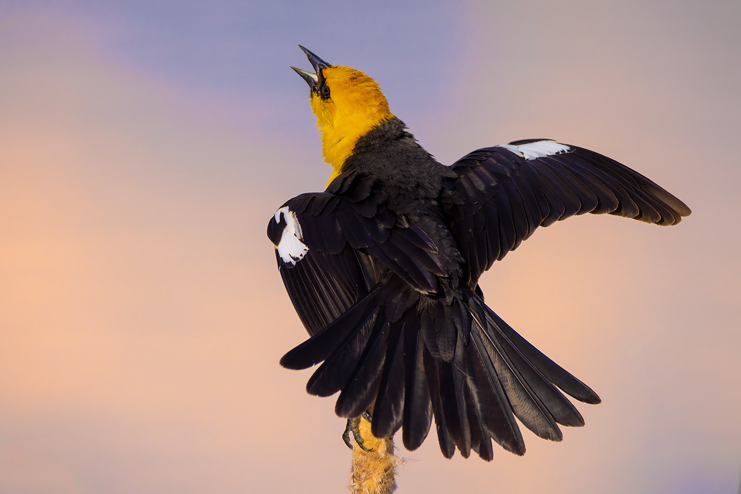 Cheep Shot Artist, Yellow-headed Blackbird, Gray Park, Strathmore, Alberta. 2023-05-10