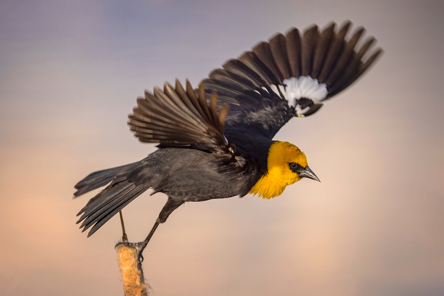 Yellow-headed Blackbird Launching from Reed, Gray Park, Strathmore, Alberta. 2023-05-10