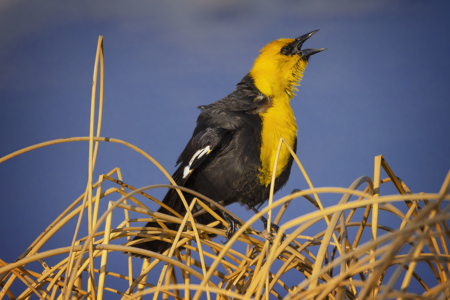 Laying Down Some Smack, Yellow-headed Blackbird, Gray Park, Strathmore, Alberta. 2023-05-10