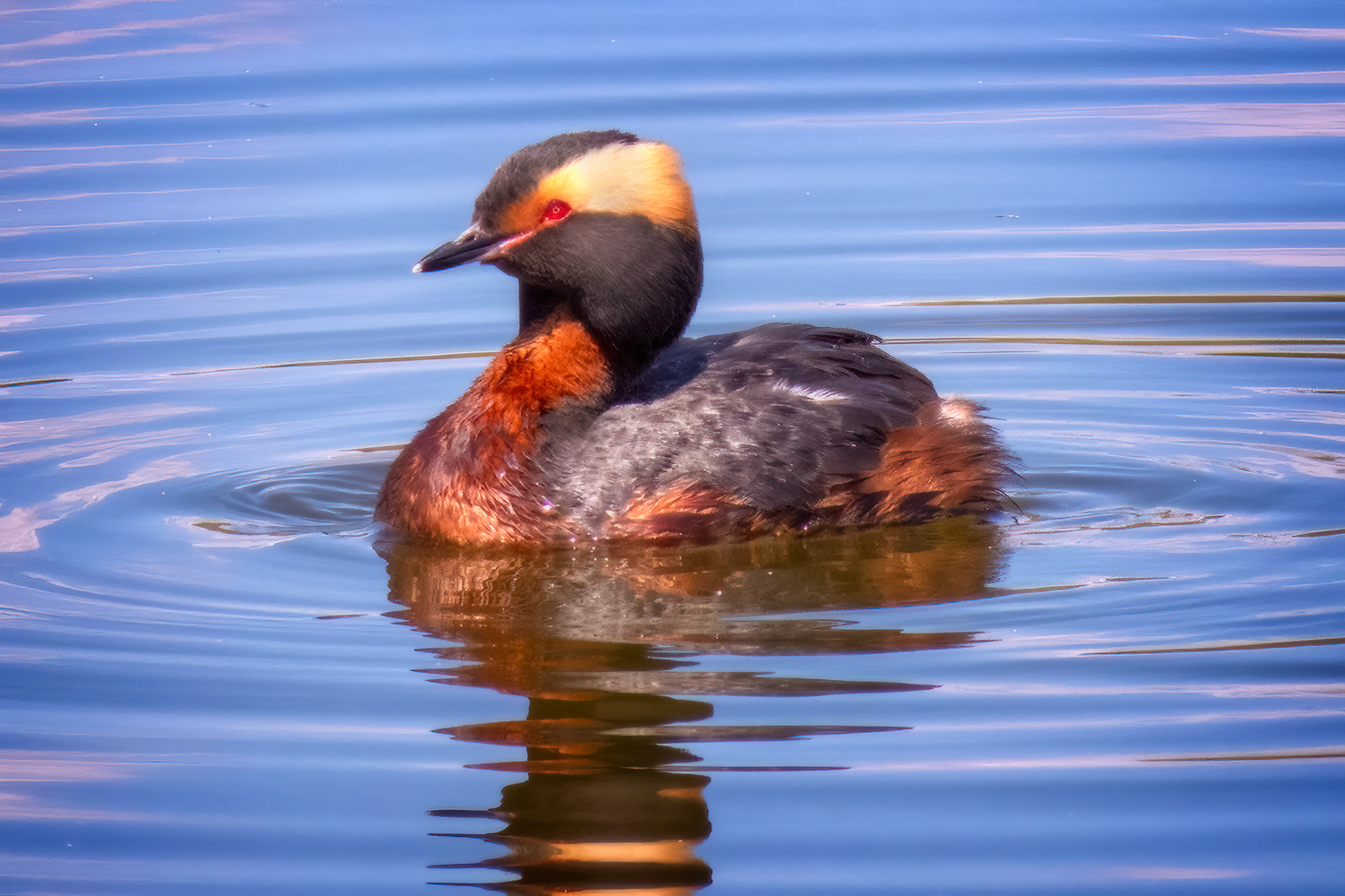 Horned Grebe, Gray Park, Strathmore, Alberta. 2023-05-11
