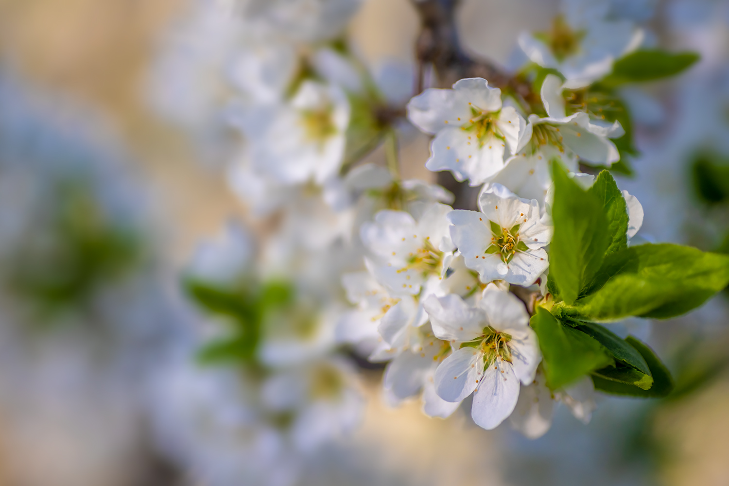 Apple Blossoms, Birth Forest, Strathmore, Alberta. 2023-05-13