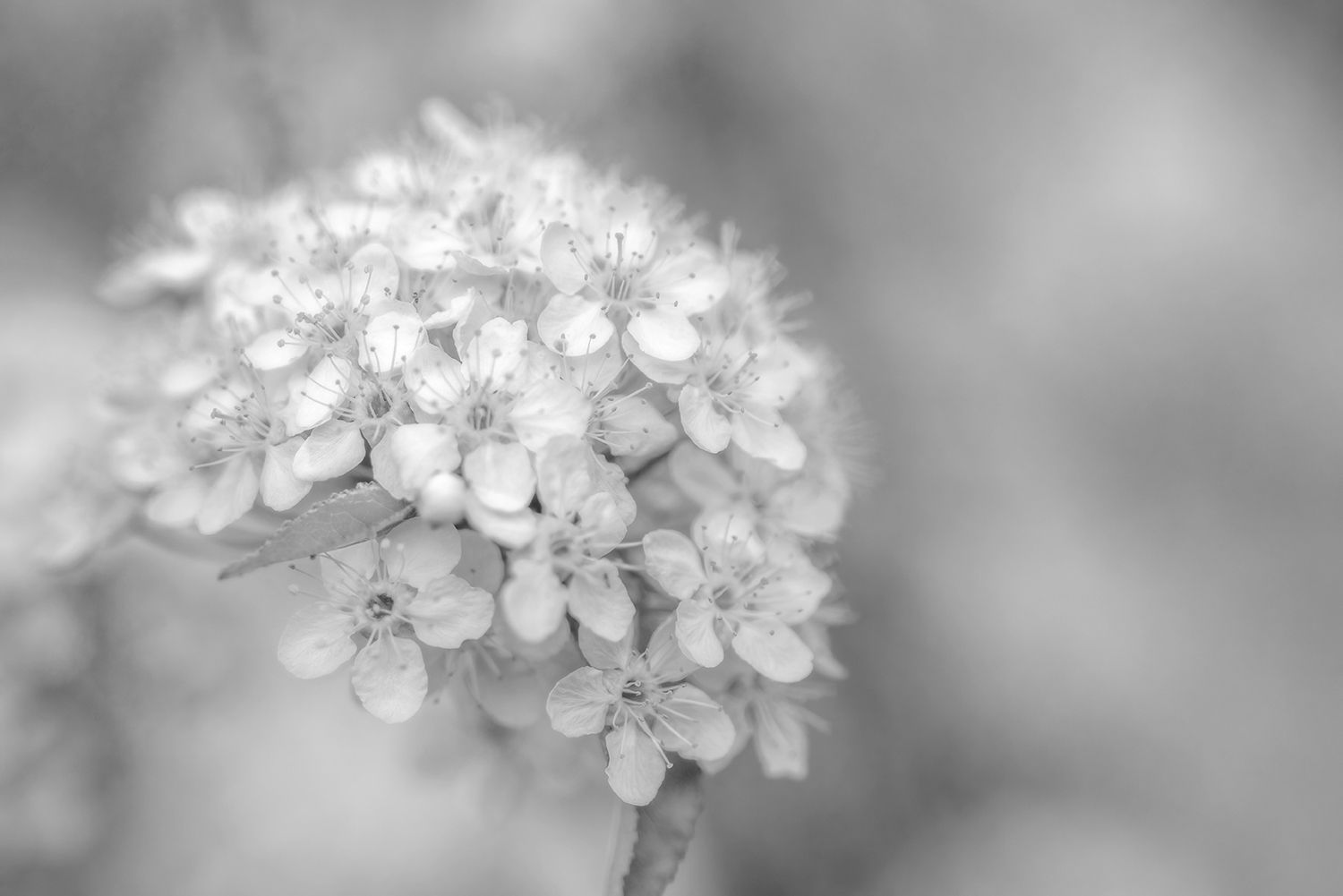 50 Shades of Grey, Parkwood Park, Strathmore, Alberta. 2023-05-14