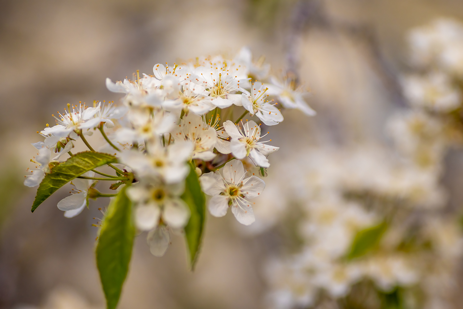 Don't get your blossoms in a bunch, Parkwood Park, Strathmore, Alberta. 2023-05-14