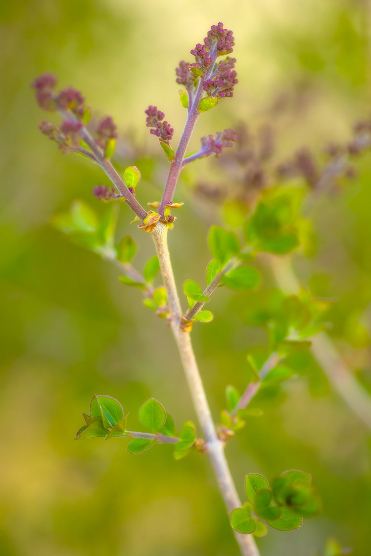 Here Come the Lilacs, My Front Yard, Strathmore, Alberta. 2023-05-15