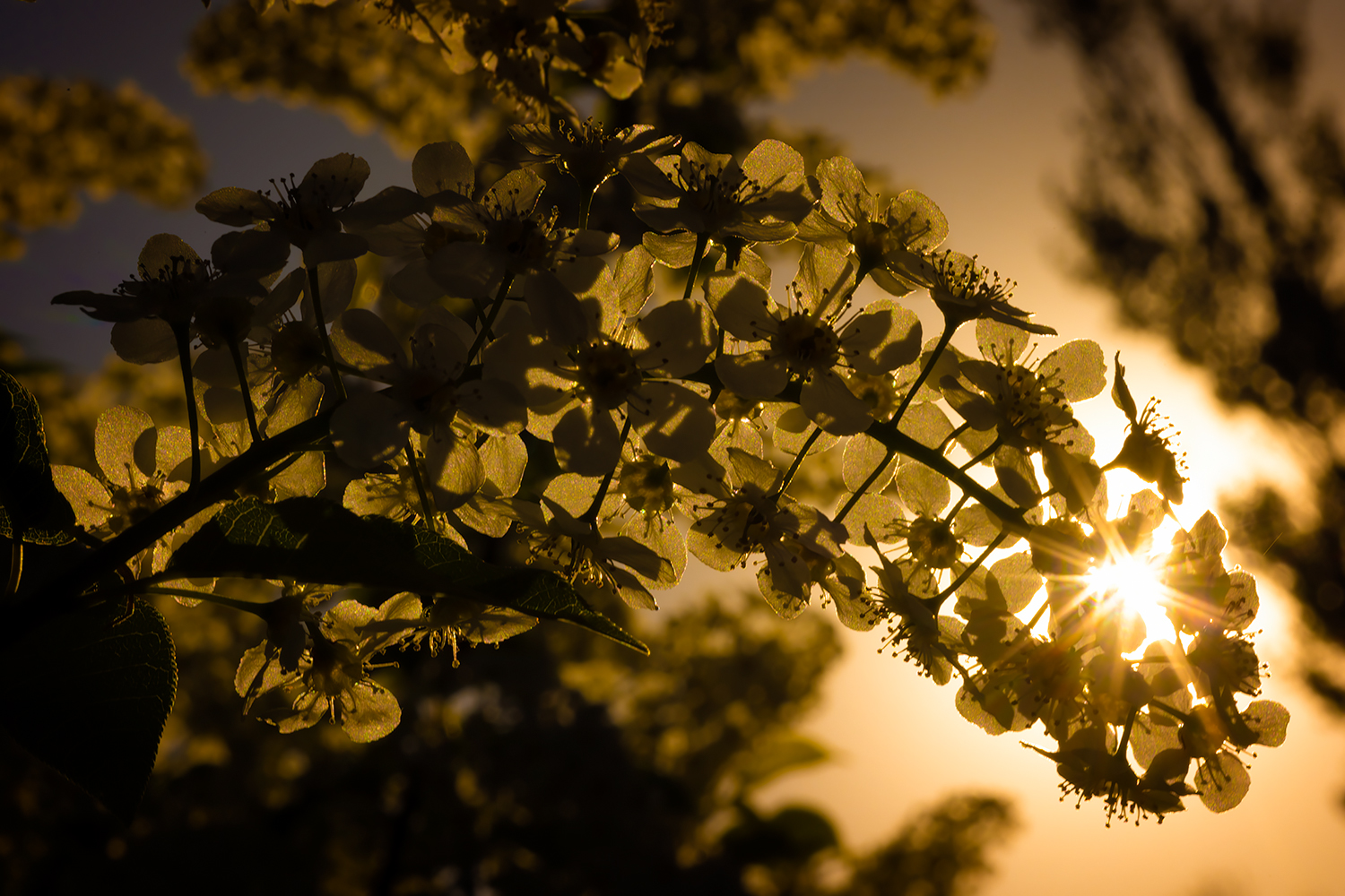 Sun Blossom in the Mayflower Blossoms, My Back Yard, Strathmore, Alberta. 2023-05-15