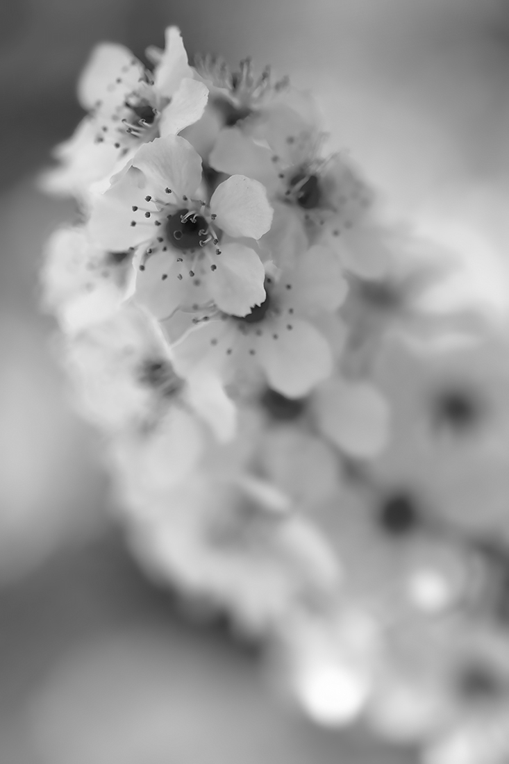 Mayflower in Monochrome, My Back Yard, Strathmore, Alberta. 2023-05-15