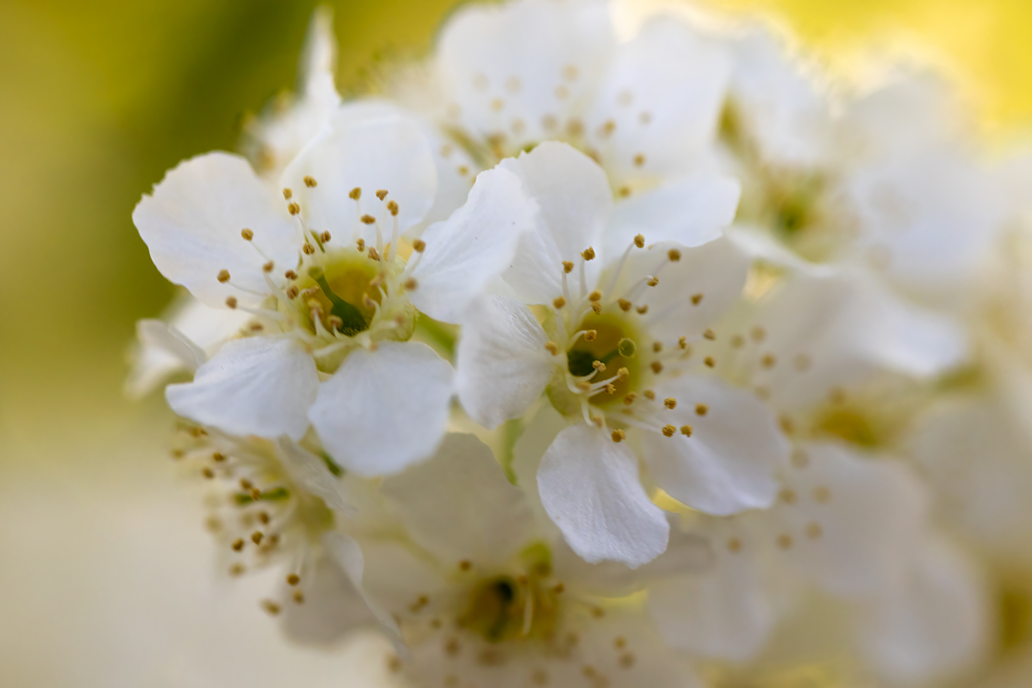 Mayflower Blossoms, My Back Yard, Strathmore, Alberta. 2023-05-15