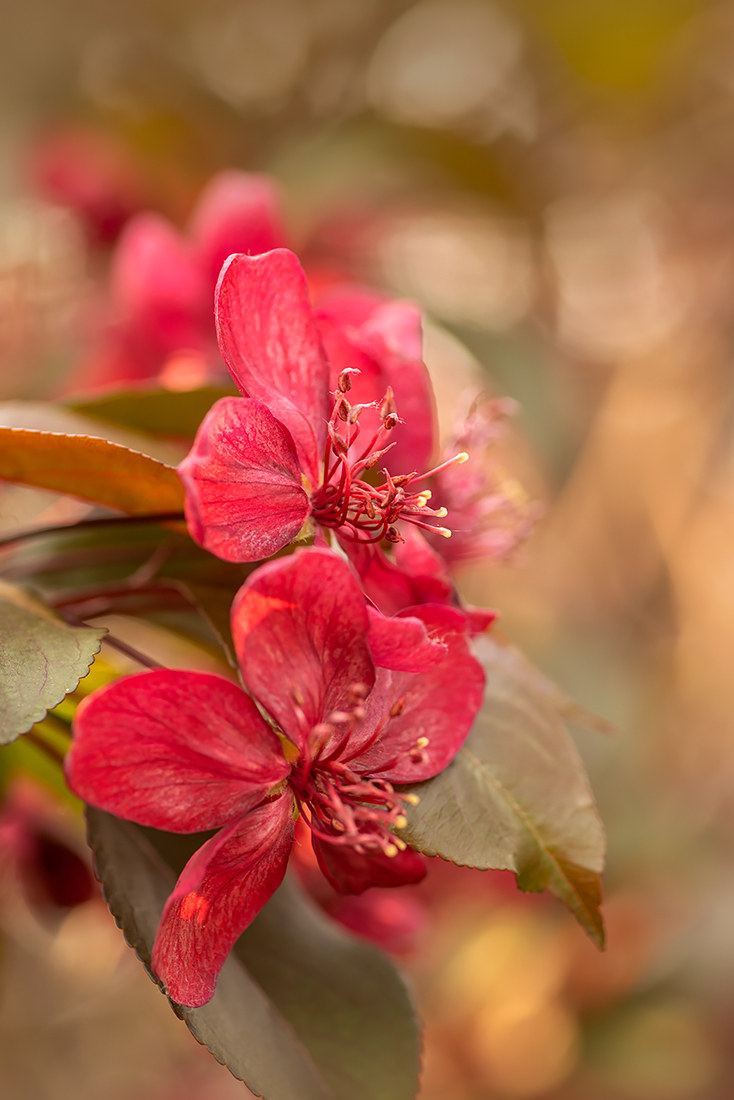 Crab Apple Blossoms (Portrait), My Back Yard, Strathmore, Alberta. 2023-05-18