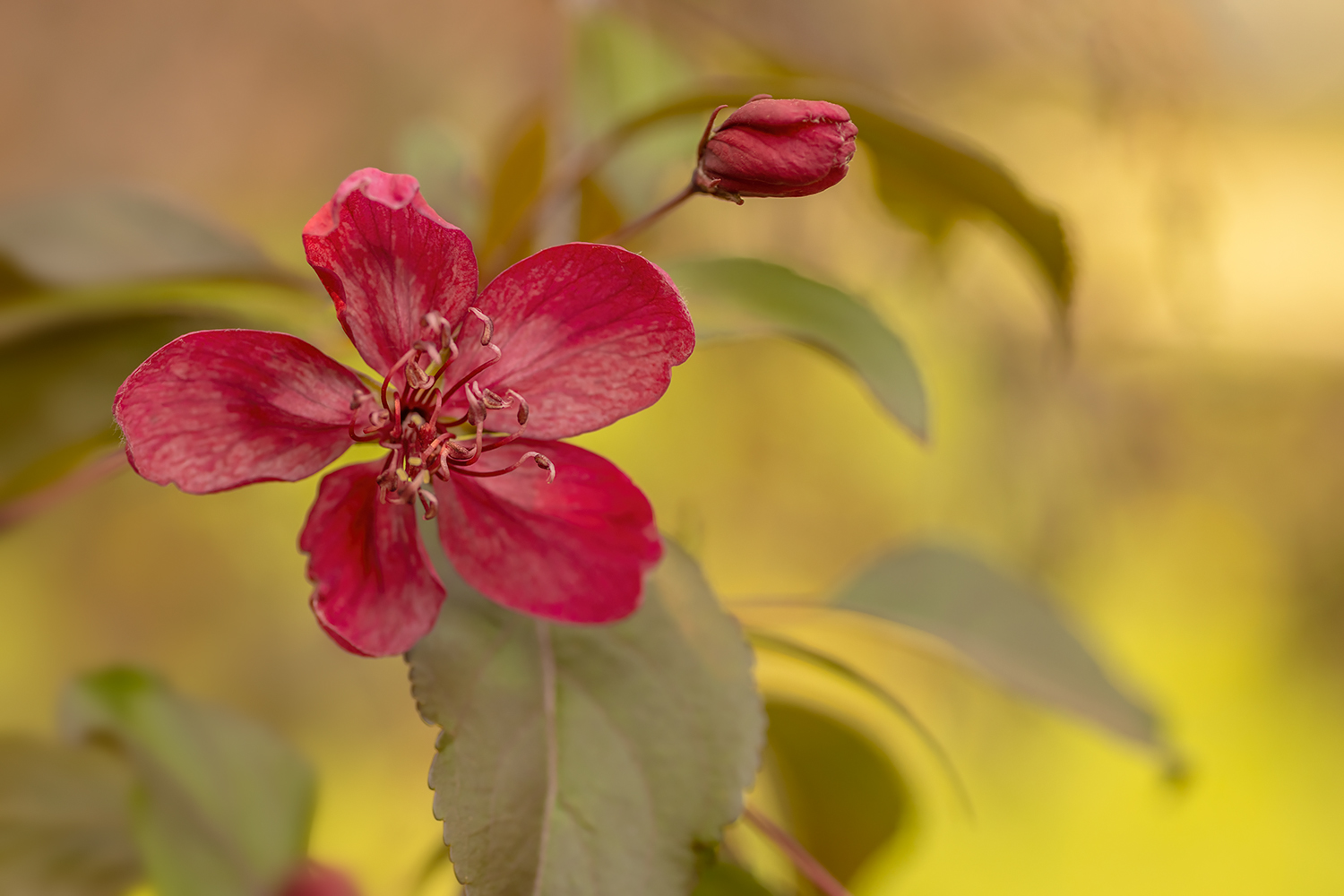 Crab Apple Blossom (Landscape), My Back Yard, Strathmore, Alberta. 2023-05-18