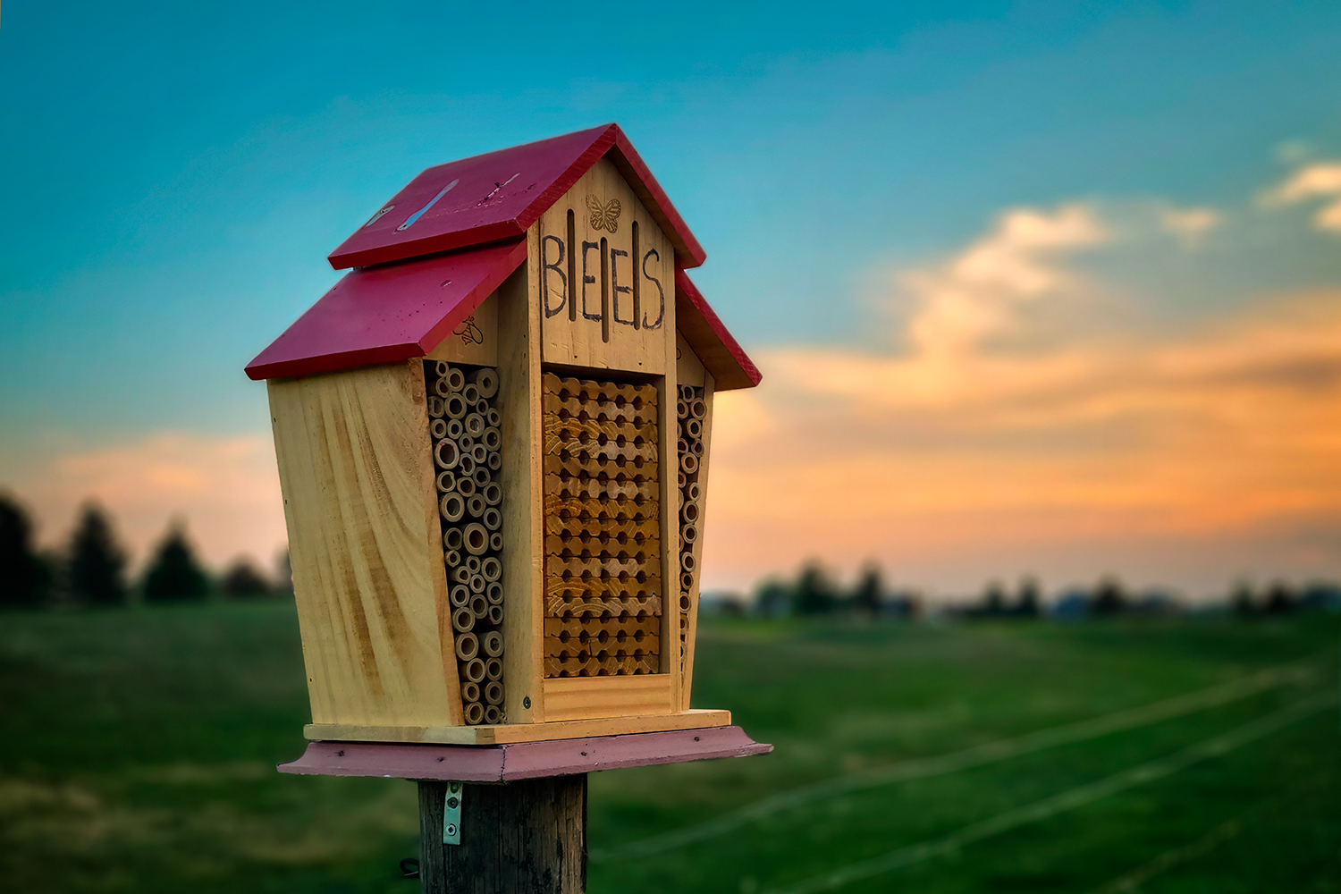 Don't Worry, Bee Happy, Strath Paths North of Golf Course, Strathmore, Alberta. 2023-05-21
