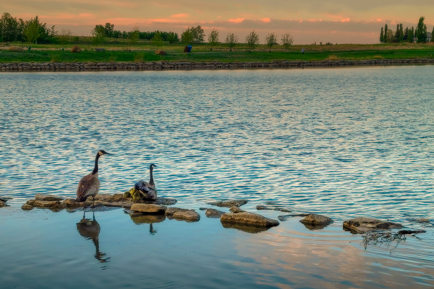 Mating Pair Flanking Goslings, Strathmore Lake, Strathmore, Alberta. 2023-05-22