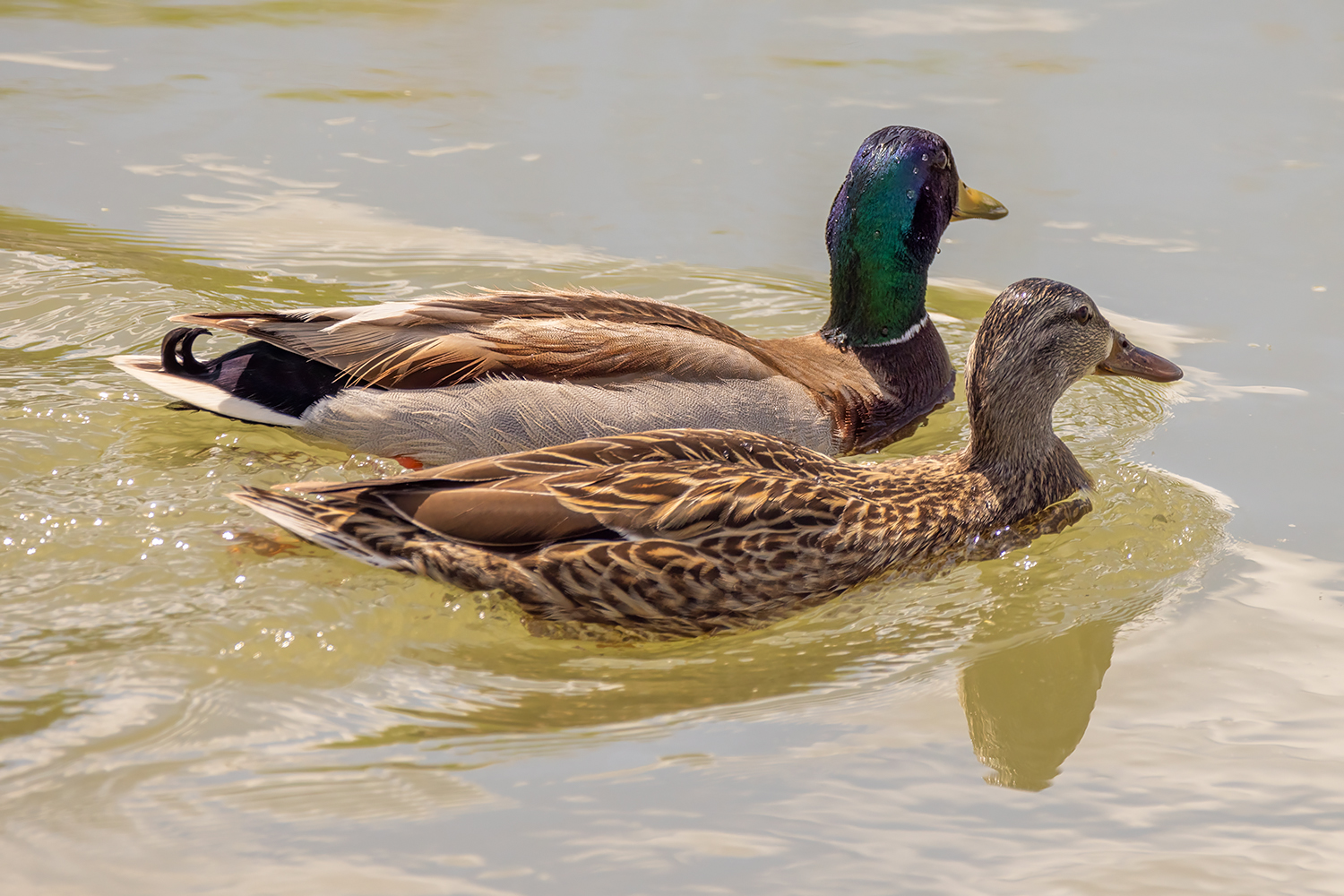 Young married couple out for a, er, stroll, Irrigation Canal along Thomas Drive, Strathmore, Alberta. 2023-05-23