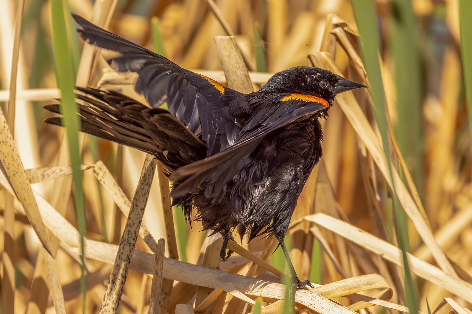 Red-winged Blackbird caught in the middle of cleaning itself, Kinsmen Park, Strathmore, Alberta. 2023-05-23
