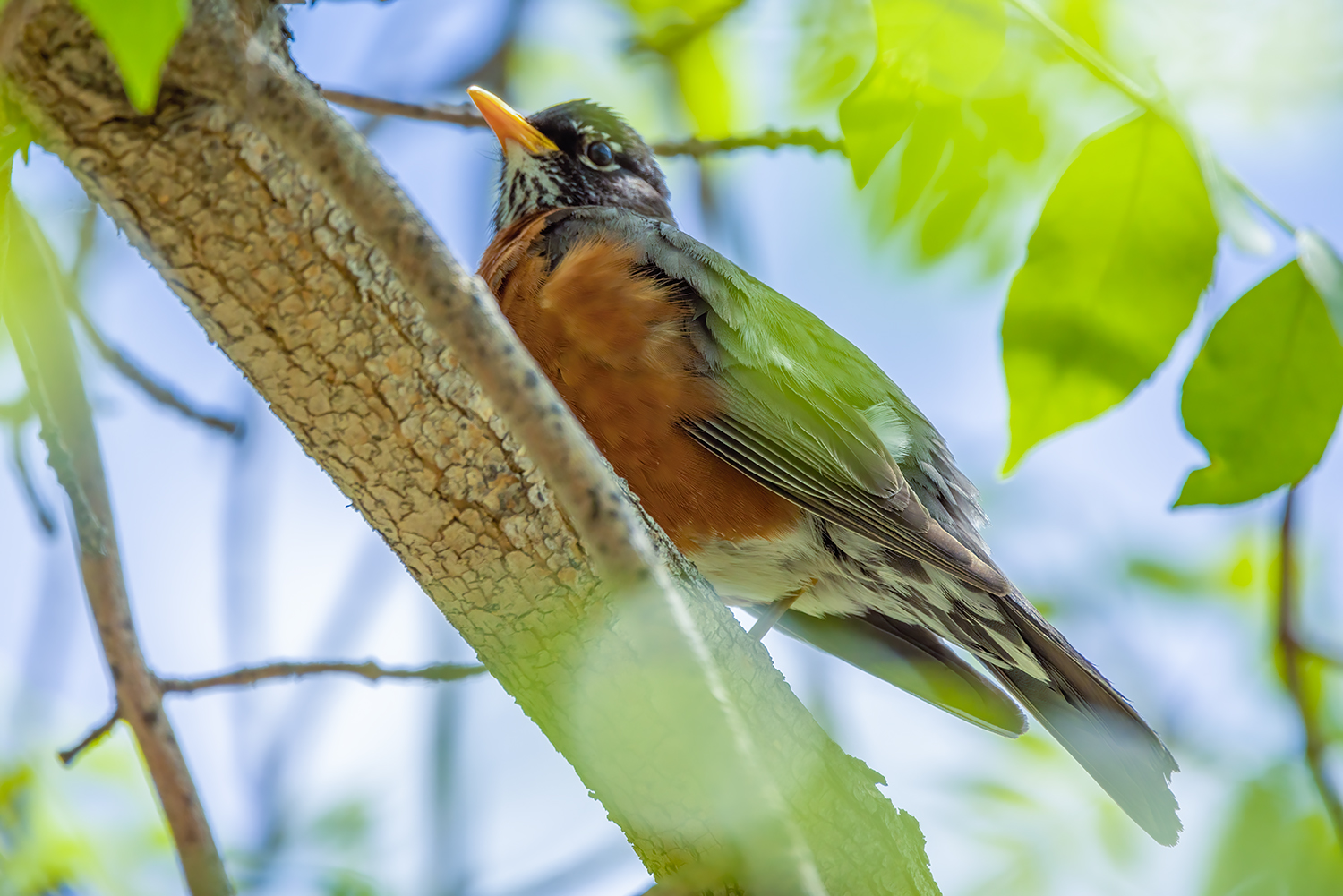 Robin with cloaking device engaged, Kinsmen Park, Strathmore, Alberta. 2023-05-23