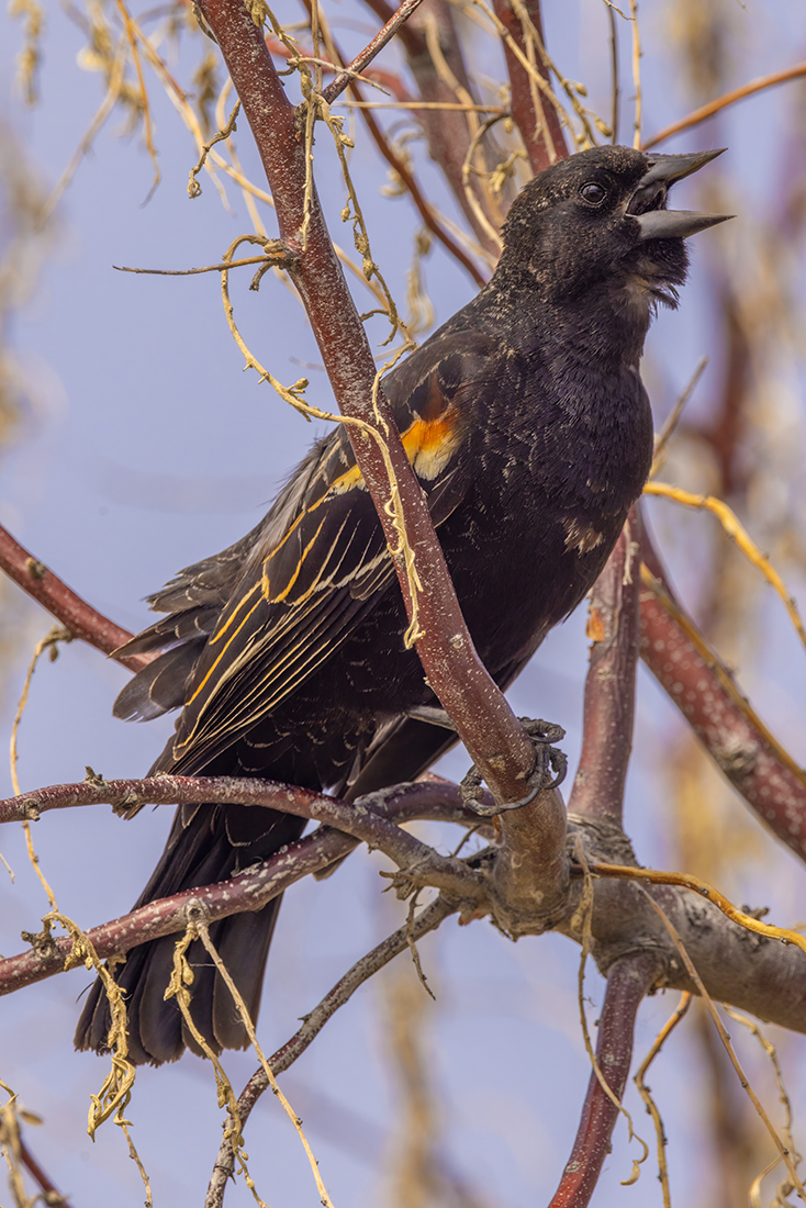 Red-winged Blackbird Singing, Gray Pond, Strathmore, Alberta. 2023-05-24