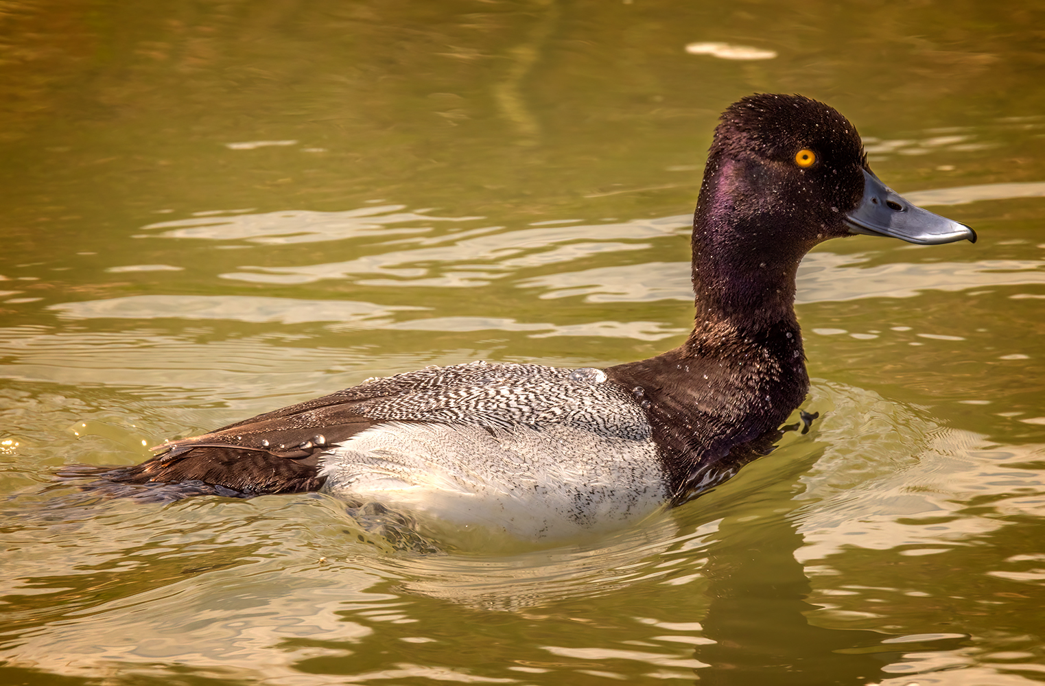 Greater Scaup Swimming Against Current, Gray Pond, Strathmore, Alberta. 2023-05-24