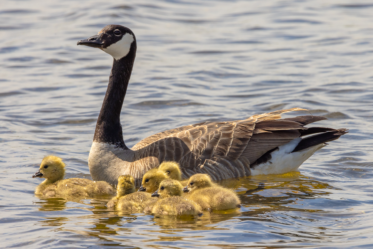 Riding Herd, Gray Pond, Strathmore, Alberta. 2023-05-24