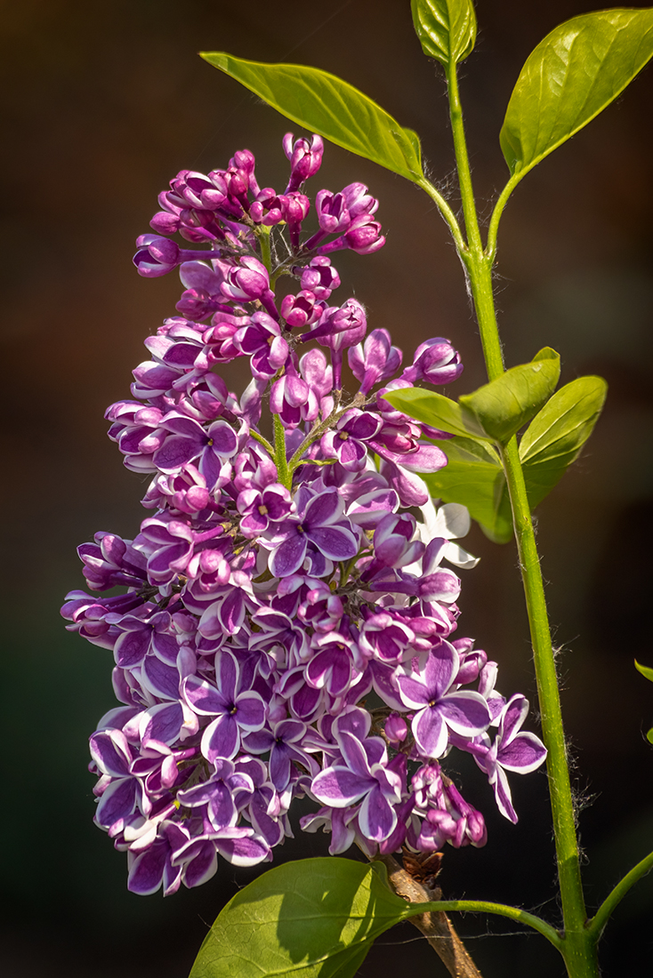 Lilacs are a harbinger of summer, Kinsmen Park, Strathmore, Alberta. 2023-05-26