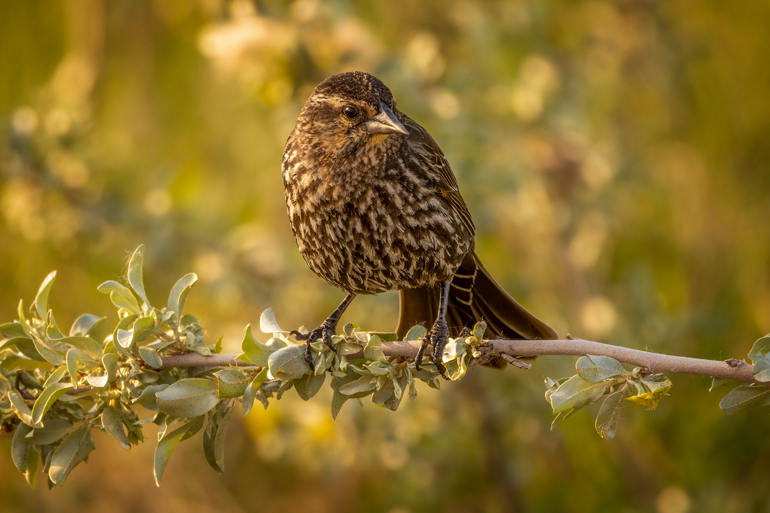 Mother's Watchful Eye, Gray Pond, Strathmore, Alberta, 2023-05-26