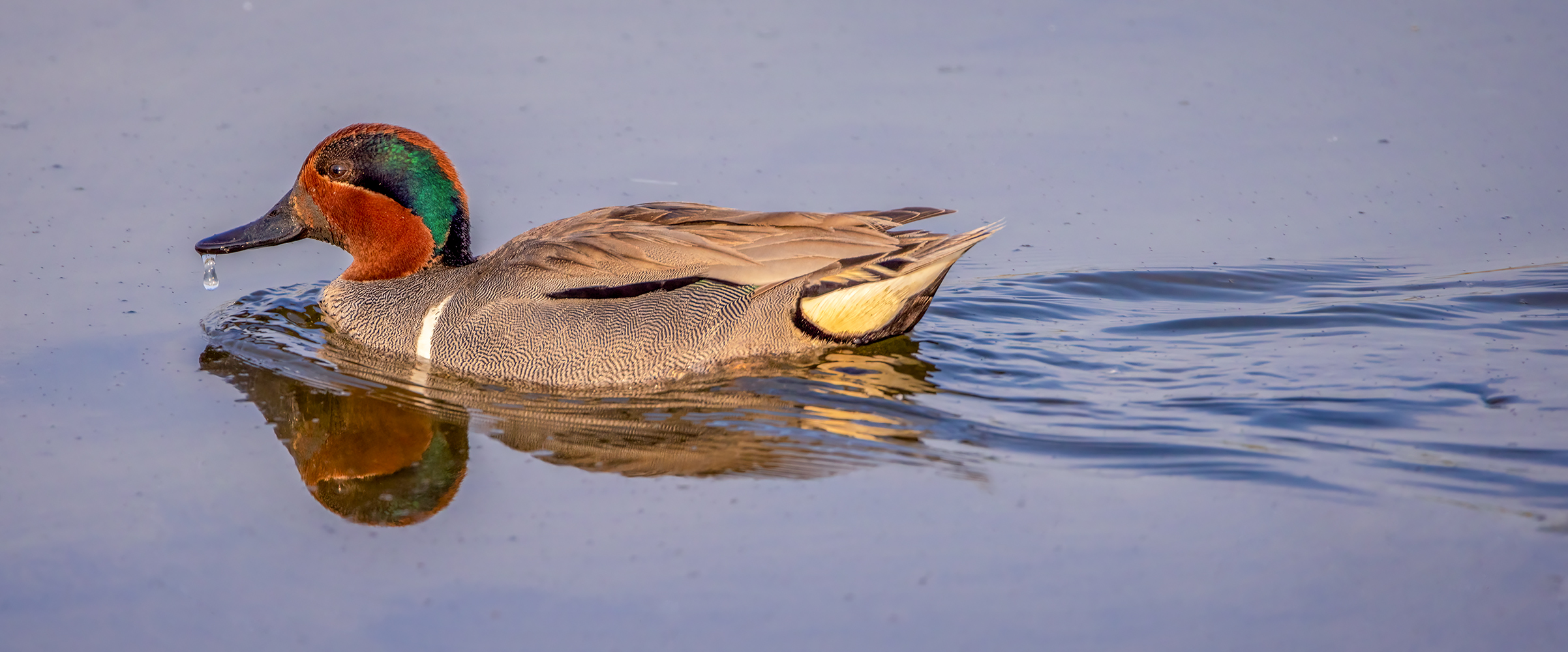 Male Green-winged Teal, Gray Pond, Strathmore, Alberta, 2023-05-26