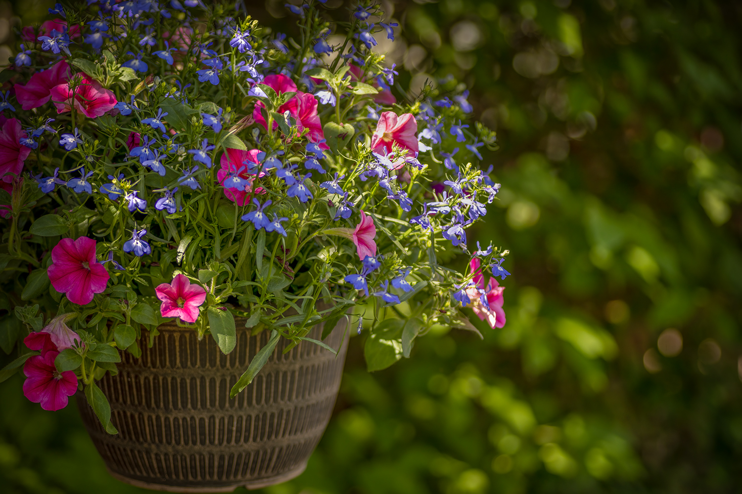 Hanging Basket, My Back Yard, Strathmore, Alberta, 2023-05-28